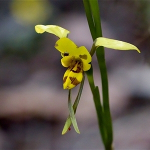 Diuris sulphurea at Cotter River, ACT - 23 Nov 2024