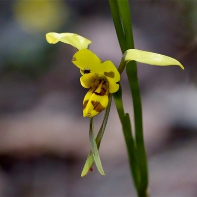 Diuris sulphurea (Tiger Orchid) at Cotter River, ACT - 23 Nov 2024 by KorinneM