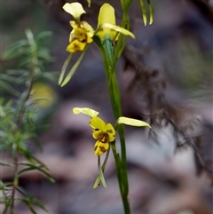 Diuris sulphurea at Cotter River, ACT - 23 Nov 2024