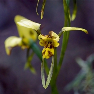 Diuris sulphurea at Cotter River, ACT - 23 Nov 2024