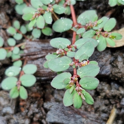 Euphorbia sp. at Mogo, NSW - 30 Nov 2024 by trevorpreston