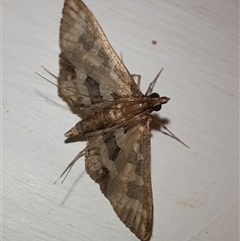 Crambidae sp. (family) at Goulburn, NSW - 28 Nov 2024 by glbn1