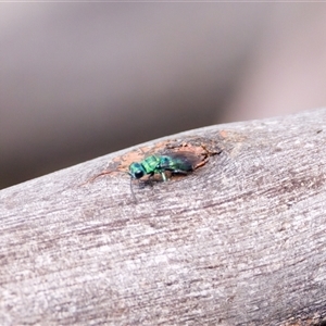 Chrysididae (family) at Cotter River, ACT - 23 Nov 2024