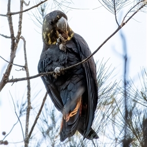 Calyptorhynchus lathami lathami (Glossy Black-Cockatoo) at Wingello, NSW by Aussiegall