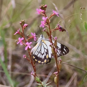 Belenois java at Mongarlowe, NSW - suppressed