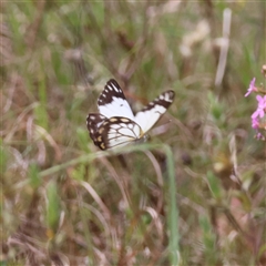 Belenois java at Mongarlowe, NSW - suppressed