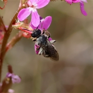 Lasioglossum (Chilalictus) sp. (genus & subgenus) at Mongarlowe, NSW - 26 Nov 2024