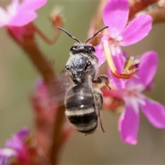 Lasioglossum (Chilalictus) sp. (genus & subgenus) at Mongarlowe, NSW - 26 Nov 2024