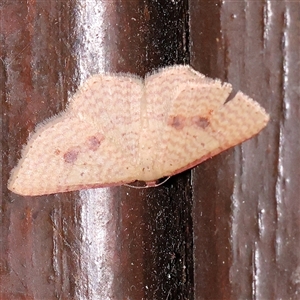 Epicyme rubropunctaria (Red-spotted Delicate) at Turner, ACT by ConBoekel