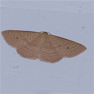 Epicyme rubropunctaria (Red-spotted Delicate) at Turner, ACT by ConBoekel