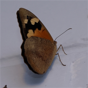 Heteronympha merope (Common Brown Butterfly) at Turner, ACT by ConBoekel