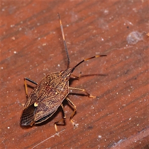 Unidentified Shield, Stink or Jewel Bug (Pentatomoidea) at Turner, ACT by ConBoekel