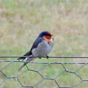 Hirundo neoxena (Welcome Swallow) at Wamboin, NSW by Komidar