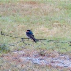 Hirundo neoxena at Wamboin, NSW - 30 Nov 2024 12:42 PM