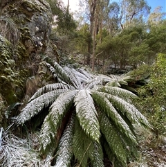 Dicksonia antarctica (Soft Treefern) at Cotter River, ACT - 28 Jul 2024 by Tapirlord