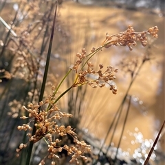 Juncus alexandri subsp. alexandri at Uriarra Village, ACT - 28 Jul 2024 by Tapirlord