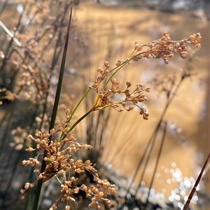 Juncus alexandri subsp. alexandri at Uriarra Village, ACT - 28 Jul 2024