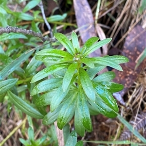 Stackhousia monogyna at Uriarra Village, ACT - 28 Jul 2024