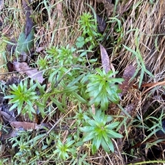 Stackhousia monogyna at Uriarra Village, ACT - 28 Jul 2024