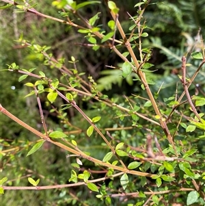 Coprosma quadrifida (Prickly Currant Bush, Native Currant) at Uriarra Village, ACT by Tapirlord