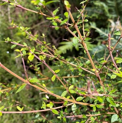 Coprosma quadrifida (Prickly Currant Bush, Native Currant) at Uriarra Village, ACT - 28 Jul 2024 by Tapirlord