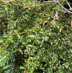 Coprosma quadrifida at Uriarra Village, ACT - 28 Jul 2024