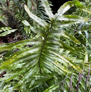 Blechnum minus (Soft Water Fern) at Uriarra Village, ACT by Tapirlord