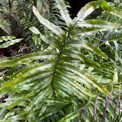 Blechnum minus (Soft Water Fern) at Uriarra Village, ACT - 28 Jul 2024 by Tapirlord