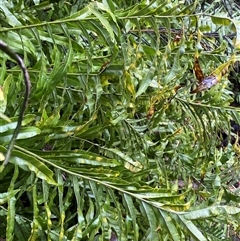 Blechnum minus at Uriarra Village, ACT - 28 Jul 2024