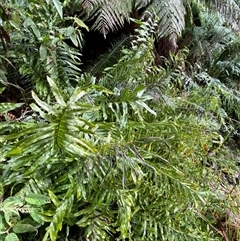 Blechnum minus at Uriarra Village, ACT - 28 Jul 2024