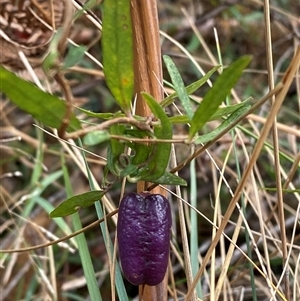 Billardiera macrantha at Uriarra Village, ACT - 28 Jul 2024