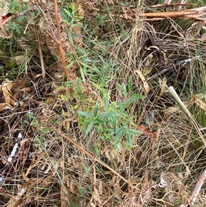 Billardiera macrantha at Uriarra Village, ACT - 28 Jul 2024