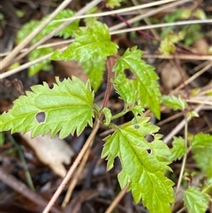 Veronica grosseserrata (A Speedwell) at Uriarra Village, ACT - 28 Jul 2024 by Tapirlord