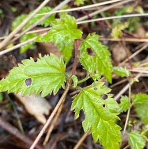 Veronica grosseserrata at Uriarra Village, ACT - 28 Jul 2024 11:19 AM