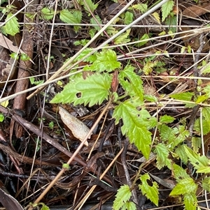 Veronica grosseserrata at Uriarra Village, ACT - 28 Jul 2024 11:19 AM