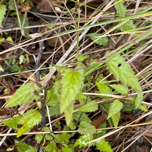 Veronica grosseserrata at Uriarra Village, ACT - 28 Jul 2024 11:19 AM