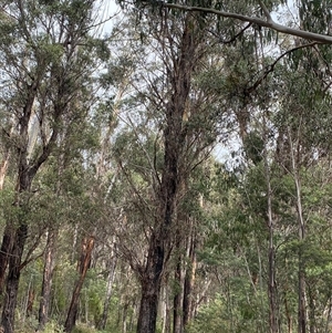 Eucalyptus radiata subsp. robertsonii at Uriarra Village, ACT - 28 Jul 2024