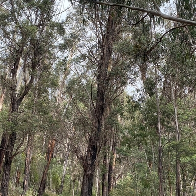 Eucalyptus radiata subsp. robertsonii (Robertson's Peppermint) at Uriarra Village, ACT - 28 Jul 2024 by Tapirlord