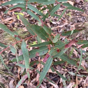 Eucalyptus radiata subsp. robertsonii at Uriarra Village, ACT - 28 Jul 2024