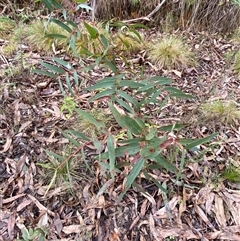 Eucalyptus radiata subsp. robertsonii at Uriarra Village, ACT - 28 Jul 2024