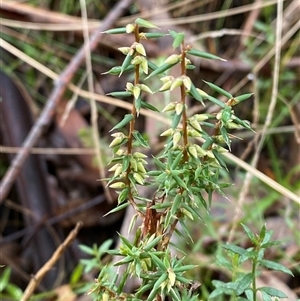 Styphelia fletcheri subsp. brevisepala at Uriarra Village, ACT - 28 Jul 2024