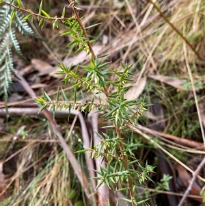 Styphelia fletcheri subsp. brevisepala at Uriarra Village, ACT - 28 Jul 2024