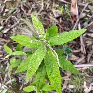 Olearia lirata (Snowy Daisybush) at Uriarra Village, ACT by Tapirlord