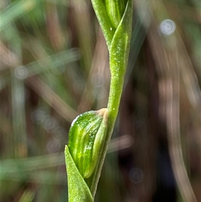 Bunochilus montanus (ACT) = Pterostylis jonesii (NSW) (Montane Leafy Greenhood) at Uriarra Village, ACT - 28 Jul 2024 by Tapirlord