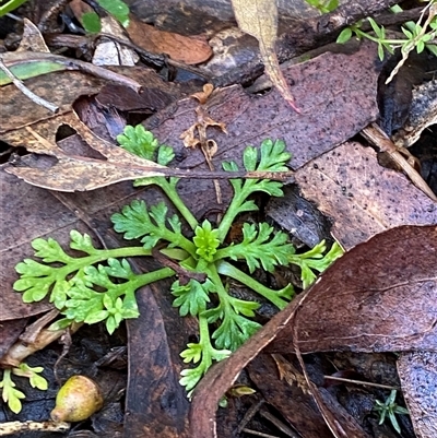 Leptinella filicula (Mountain Cotula) at Uriarra Village, ACT - 28 Jul 2024 by Tapirlord