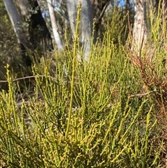 Choretrum pauciflorum (Dwarf Sour Bush) at Uriarra Village, ACT - 28 Jul 2024 by Tapirlord