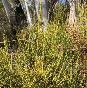 Choretrum pauciflorum at Uriarra Village, ACT - 28 Jul 2024