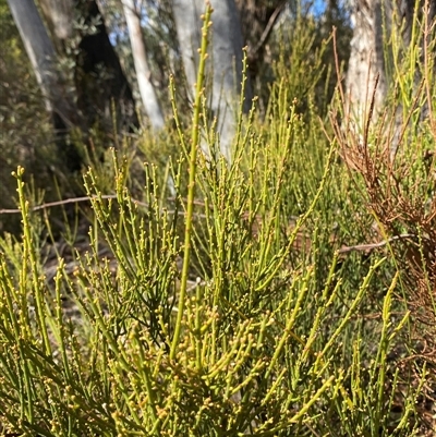 Choretrum pauciflorum (Dwarf Sour Bush) at Uriarra Village, ACT - 28 Jul 2024 by Tapirlord