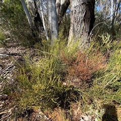 Choretrum pauciflorum at Uriarra Village, ACT - 28 Jul 2024