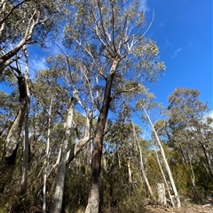 Eucalyptus dives (Broad-leaved Peppermint) at Uriarra Village, ACT - 28 Jul 2024 by Tapirlord